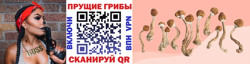 где найти наркотики  Сретенск  Псилоцибиновые грибы Cubensis 